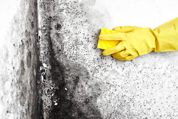 Asbestos and Lead Testing During Mold Inspection in Bermuda Run, NC